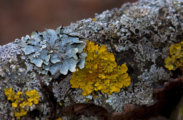 Lichen, Stay Curioussis