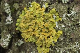 Lichen, Stay Curioussis