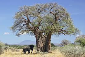 Baobab tree, Stay Curioussis