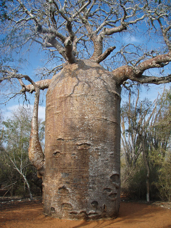 Baobab tree - কিউরিসিটি কর্ণার