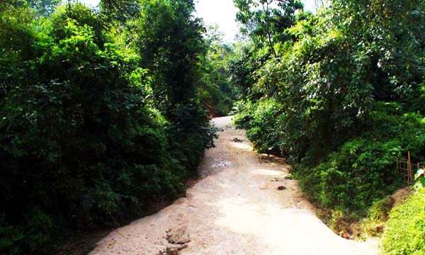 লাউয়াছড়া উদ্যান ও প্রাসঙ্গিক কথা, Stay Curioussis