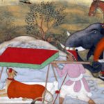 সম্রাট আকবর ও তাঁর প্রিয় প্রাণীরা: উট থেকে চিতা পর্যন্ত ভালোবাসা ও শিক্ষার গল্প